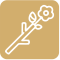 injertos